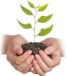 Hands Holding Seedling
